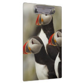 Porte-bloc Puffins de l'Atlantique sur l'île des phoques Mach (Swatch)