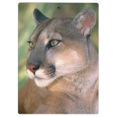 Porte-bloc Puma, Californie (Dos)