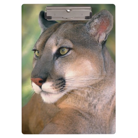 Porte-bloc Puma, Californie (Devant)