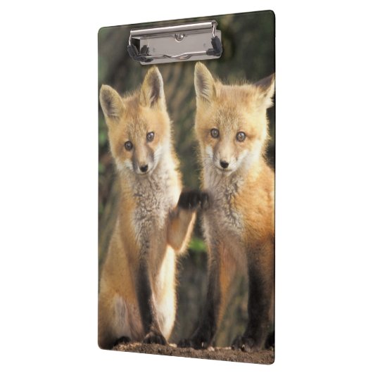 Porte-bloc Pup Red Fox devant den Vulpes vulpes) (Gauche)