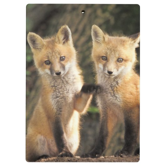 Porte-bloc Pup Red Fox devant den Vulpes vulpes) (Dos)