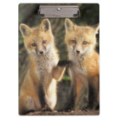 Porte-bloc Pup Red Fox devant den Vulpes vulpes) (Devant)