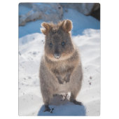 Porte-bloc Quokka mignon et heureux sur la plage Australie (Dos)