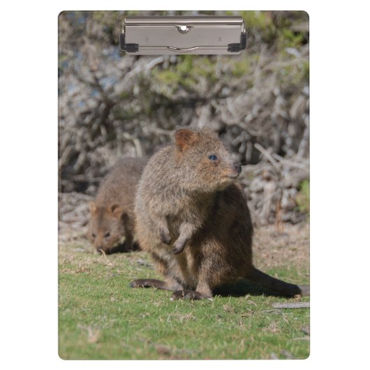 Porte-bloc Quokkas joyeux en Australie (Devant)