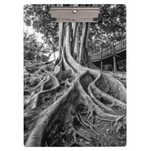 Porte-bloc Racines massives d'un arbre à caoutchouc