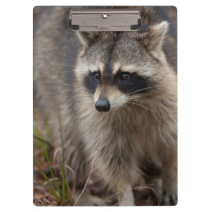 Porte-bloc Raton laveur, Procyon lotor, Floride