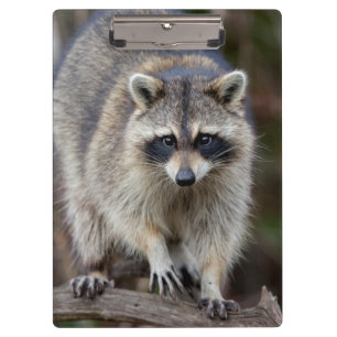 Porte-bloc Raton laveur, Procyon lotor, Floride, États-Unis 2
