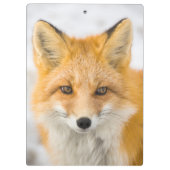 Porte-bloc Red Fox Portrait (Dos)