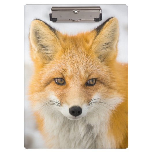 Porte-bloc Red Fox Portrait (Devant)