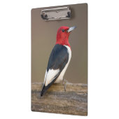 Porte-bloc Red-headed Woodpecker on fence (Gauche)