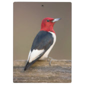 Porte-bloc Red-headed Woodpecker on fence (Dos)