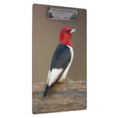 Porte-bloc Red-headed Woodpecker on fence (Swatch)