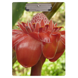 Porte-bloc Red Torch Ginger Tropical Flower Photographie