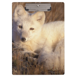 Porte-bloc renard arctique, Alopex lagopus