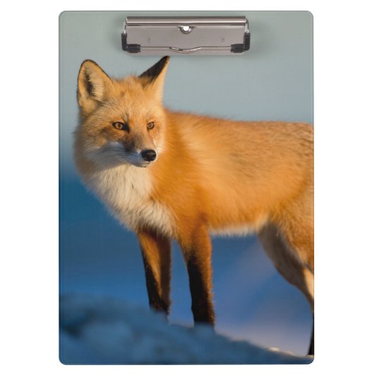 Porte-bloc Renard Brown (Devant)