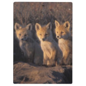 Porte-bloc renard rouge, Vulpes vulpes, kits (Dos)