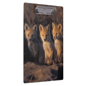 Porte-bloc renard rouge, Vulpes vulpes, kits (Swatch)