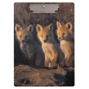 Porte-bloc renard roux, Vulpes vulpes, kits