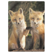Porte-bloc Renardeau devant terrier (Vulpes vulpes) (Dos)