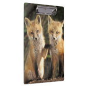 Porte-bloc Renardeau devant terrier (Vulpes vulpes) (Swatch)