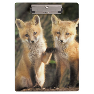 Porte-bloc Renardeau devant terrier (Vulpes vulpes)