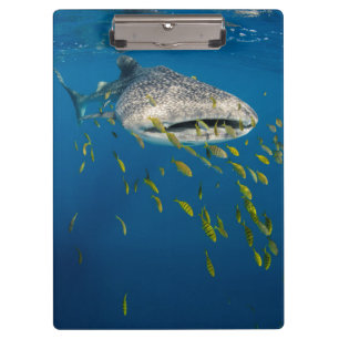 Porte-bloc Requin baleine avec des poissons, Indonésie