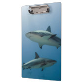 Porte-bloc Requin des récifs des Caraïbes (Gauche)