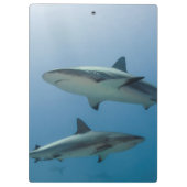 Porte-bloc Requin des récifs des Caraïbes (Dos)