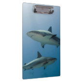 Porte-bloc Requin des récifs des Caraïbes (Swatch)
