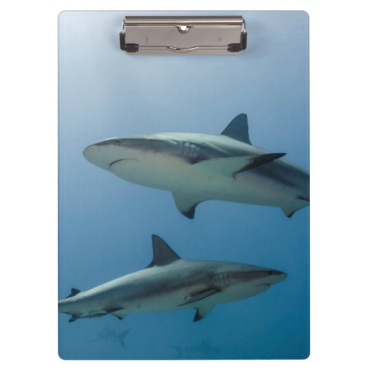 Porte-bloc Requin des récifs des Caraïbes (Devant)