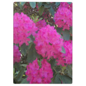 Porte-bloc Rhododendron rose fleurit (Dos)