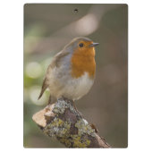 Porte-bloc Robin (Dos)