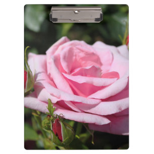 Porte-bloc rose rose parfaite rose et boutons. amour, amitié