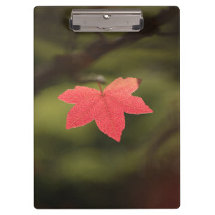 Porte-bloc Rouge automne Maple Leaf Nature Photo