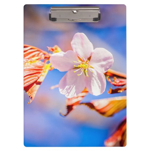 Porte-bloc Rouge Sakura bleu ciel (Devant)