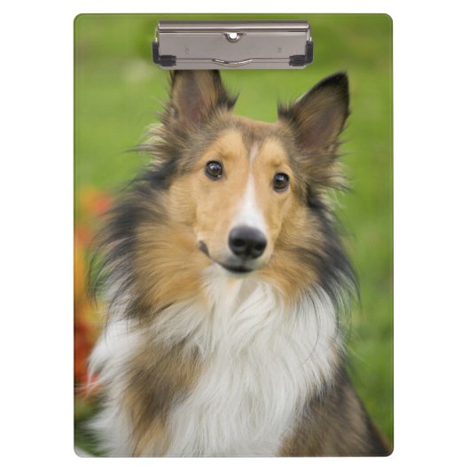 Porte-bloc Rough Collie, chien (Devant)