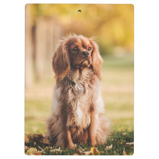 Porte-bloc Ruby Cavalier Le Roi Charles Spaniel Chien Chien (Dos)