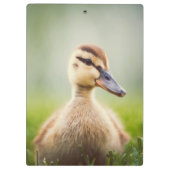 Porte-bloc Se pencher de Mallard de bébé (Dos)