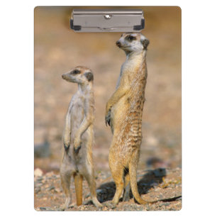 Porte-bloc Sentinelles de suricate (Suricata suricatta), Kara