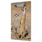 Porte-bloc Sentinelles Meerkat (Suricata Suricatta), Karas (Gauche)