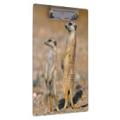 Porte-bloc Sentinelles Meerkat (Suricata Suricatta), Karas (Swatch)