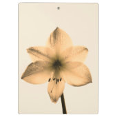 Porte-bloc sépia amaryllis (Dos)