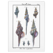 Porte-bloc Sept Coquillages Colorés (Dos)