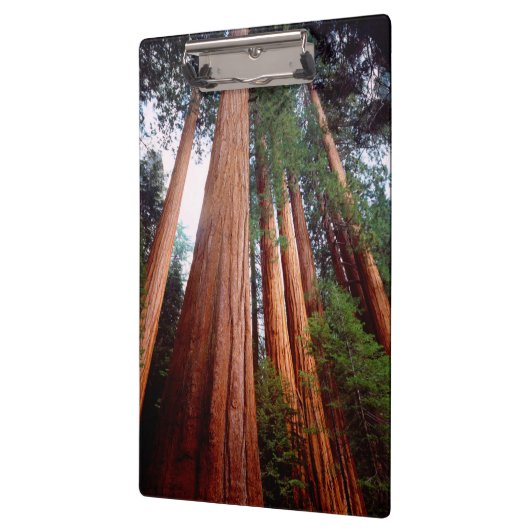 Porte-bloc Séquoia séquoias (Gauche)