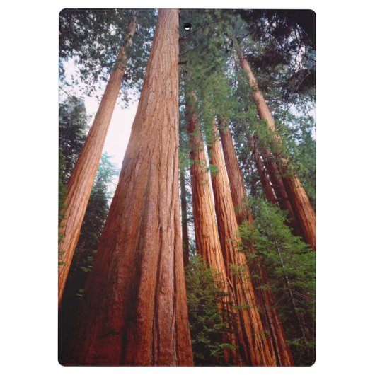 Porte-bloc Séquoia séquoias (Dos)