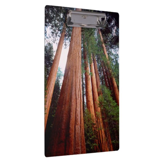 Porte-bloc Séquoia séquoias (Swatch)