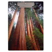 Porte-bloc Séquoia séquoias (Devant)