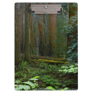 Porte-bloc Séquoias de Muir Woods National Monument