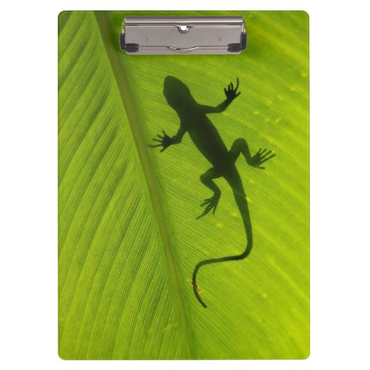 Porte-bloc Silhouette de Gecko (Devant)