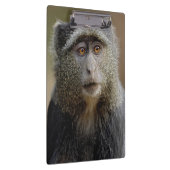Porte-bloc Singe de Sykes ou Cercopithèque à diadème, Cercopi (Swatch)